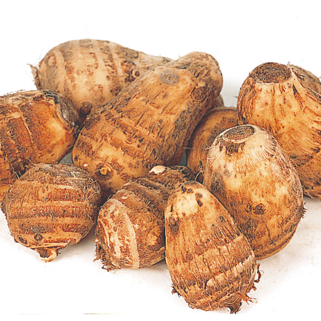 ��������� ���m���� 500g / ���� ������ ���C�� ���Ƃ��� ��� �^�l�C�� �ƒ�؉� ���ƍ؉� �������킹 �z�N�z�N �L�Y ��������