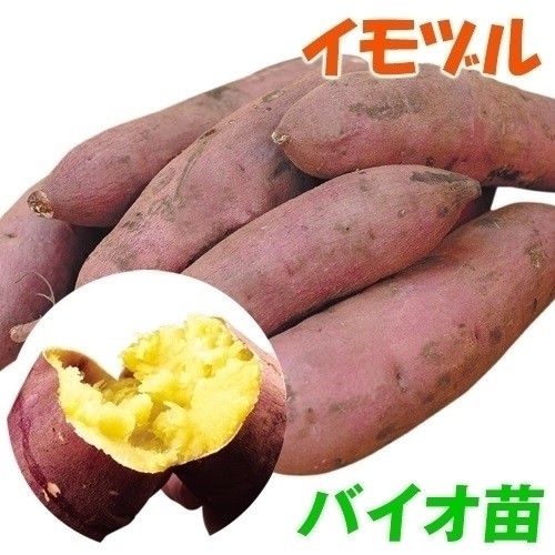 紅はるか苗500本　7500円　直接取引限定　さつまいも苗　べにはるか苗 予約商品】【紅はるか500本】【2026年令和8年度分】サツマイモ苗 紅