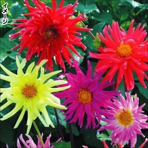 【種子】ダリア コラレット咲き ＋ おまけ種子付き タネから育てるダリア コラレット咲き混合 花の種 - メルカリ