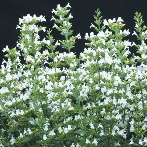 種 花たね カラミンサ マルベレットホワイト 1袋(30粒)｜kokkaen
