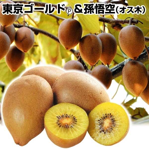 楽天市場】キウイ 苗木 【キウイ2品種 受粉相性OKセット