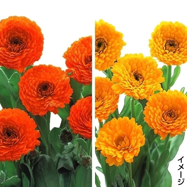 プラグ花苗 キンセンカ イエロー＆オレンジ(70本入・花色無選別)