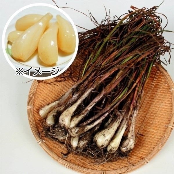 bLE 僉bLE 500g / ƒ؉ 傤 bLE̎ 肵 bLE 炭 GVbg͔| Ð|Ђ Е A  A