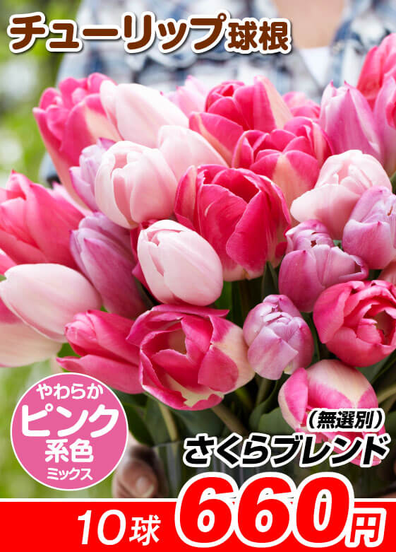 さくらブレンド