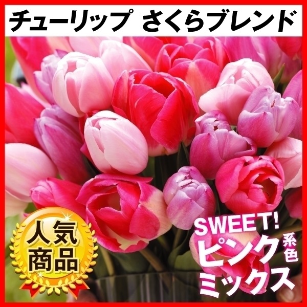 花と緑 国華園 - チューリップ（植物・苗・球根）｜Yahoo!ショッピング
