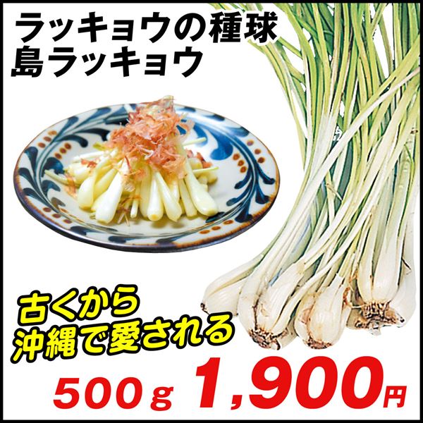 島ラッキョウ 500g / 家庭菜園 らっきょう ラッキョウの種 しま