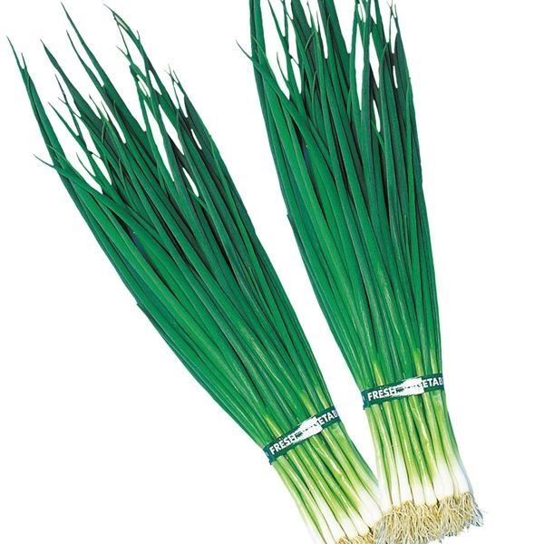 国華園 種 野菜たね ネギ F1九条葱 1袋（8ml） 葱 やさいの種 : 花と緑