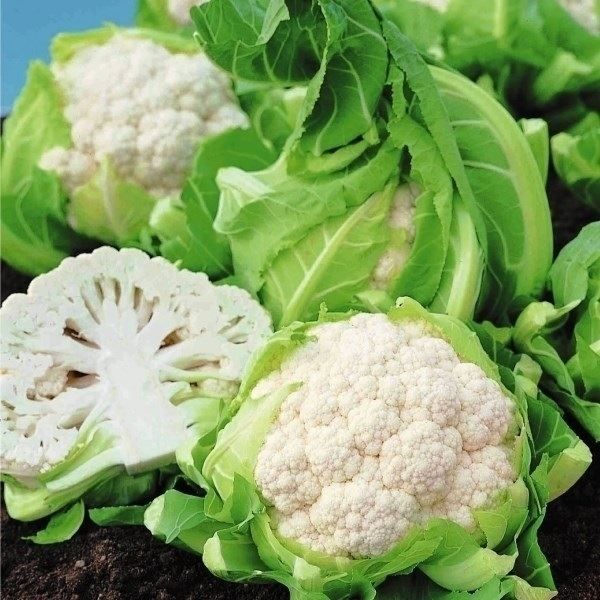 国華園 種 野菜たね カリフラワー スノウボール 1袋（0.5ml） 花椰菜