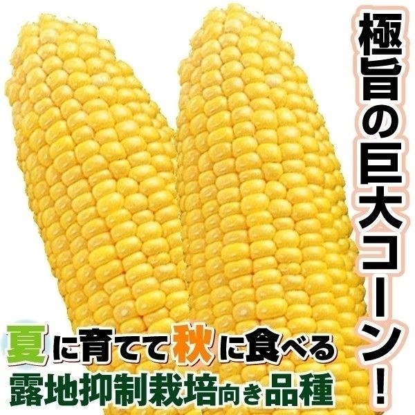 種 野菜たね 秋どり トウモロコシ F1スーパースイートビッグ 1袋（20ml