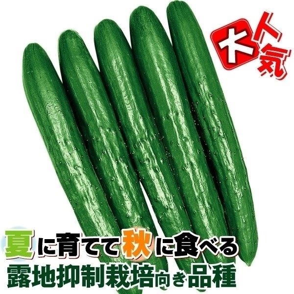 種 野菜たね 秋どり キュウリ F1夢そだち 1袋（1ml） 露地抑制