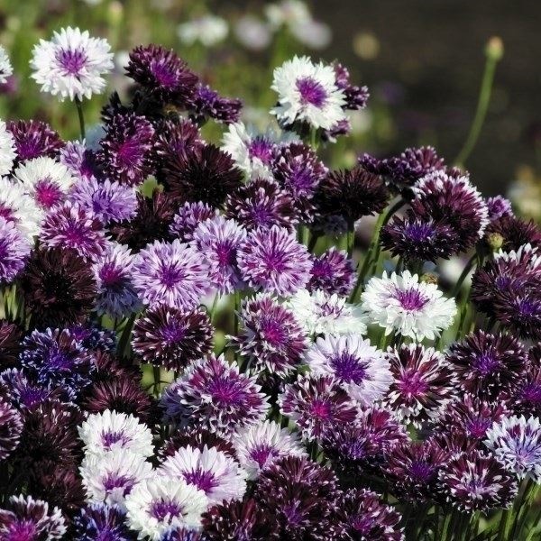 花種 花たね 矢車草 クラシックミックス 1袋（500mg） : 花と緑 国華園