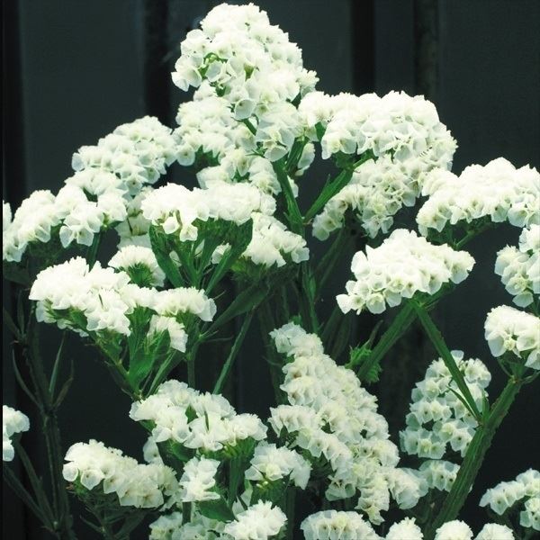 種 花たね スターチス ホワイト 1袋(100mg)