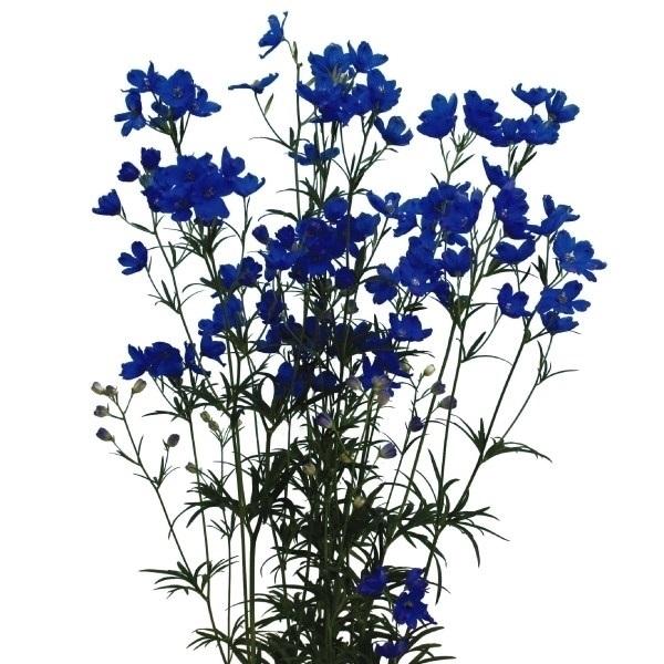 種 花たね デルフィニウム ファッションブルー 1袋(20粒)