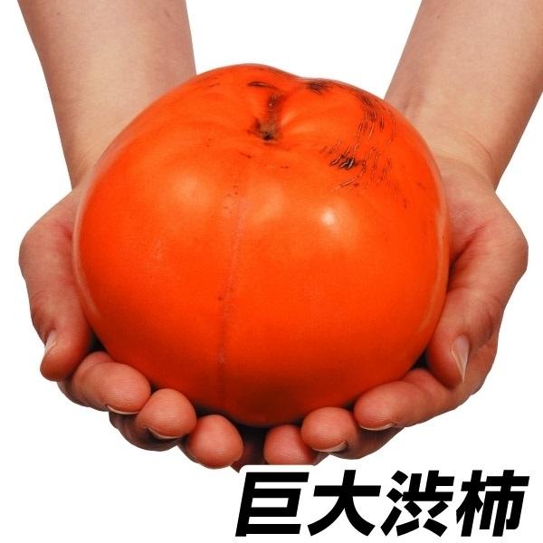 柿 苗木 苗 渋柿 太天PVP 1株   カキ 渋ガキ 苗 柿の木 果樹苗 国華園
