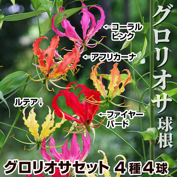 グロリオサ 球根 グロリオサセット 4種4球 (各1球) 春植え球根 - 花