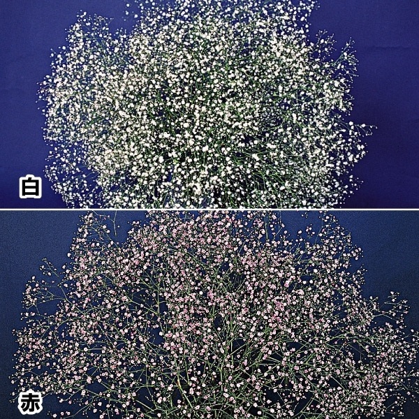 花苗 かすみ草 宿根かすみ草セット 2種4株 霞草 : 2017-p2-0108 : 花と