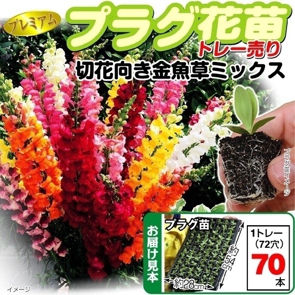 プラグ花苗_切花向き金魚草ミックス