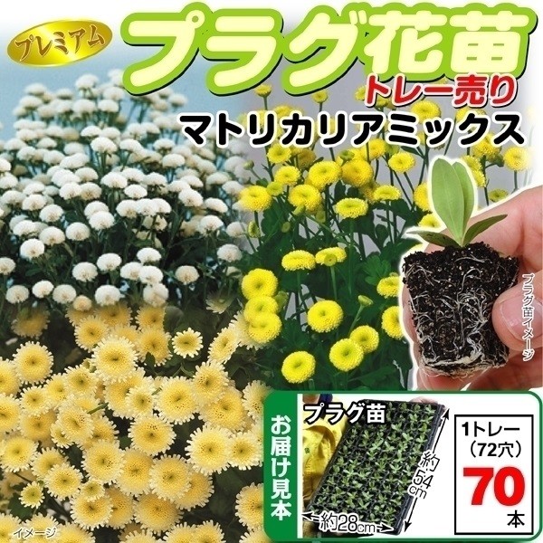 プラグ花苗_マトリカリアミックス
