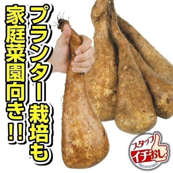 山いも種芋 短形じねんじょ 50個 / ヤマノイモ やまいも ヤマイモ 自然薯 一般受け 粘り 粘る トロロ とろろ 小っちゃい 一般受け 育て分かりやすい プランター作り出す 掘り分かりやすい 球根、種芋-野菜