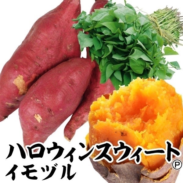 まなぶページ。ハロウィンスイート 500本 メリクロン苗 さつまいも切苗 品種：ハロウィンスイート【野菜の苗／切苗(約25本/束