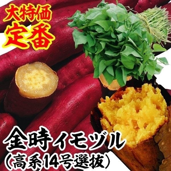 イモヅル 芋づる すずほっくりPVPイモヅル20本 / さつまいもの苗
