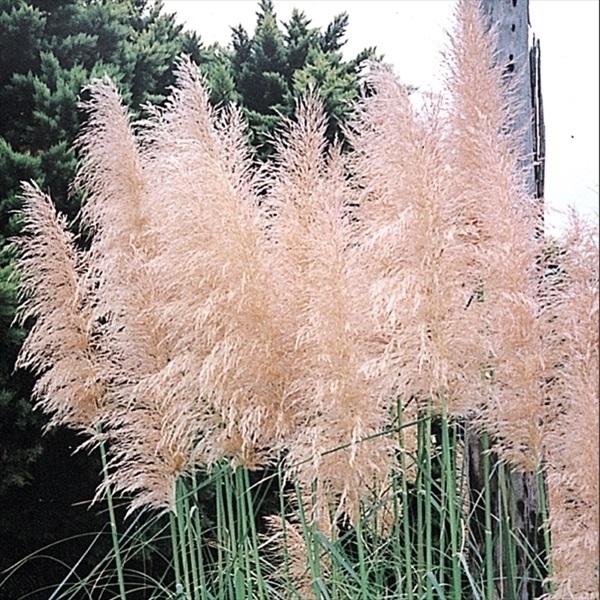 パンパスグラス 苗 ピンク 1株 / シロガネヨシ パンパスグラスの苗 草花の苗 庭木 植木 花木苗