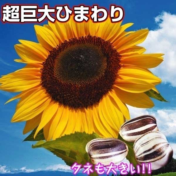 楽天市場】ひまわり アポロン 鉢植え 目指せ1000輪 向日葵