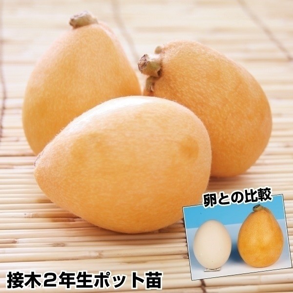 フェイジョア パイナップルジェム 1株 果樹苗 国華園 : 花と緑 国華園