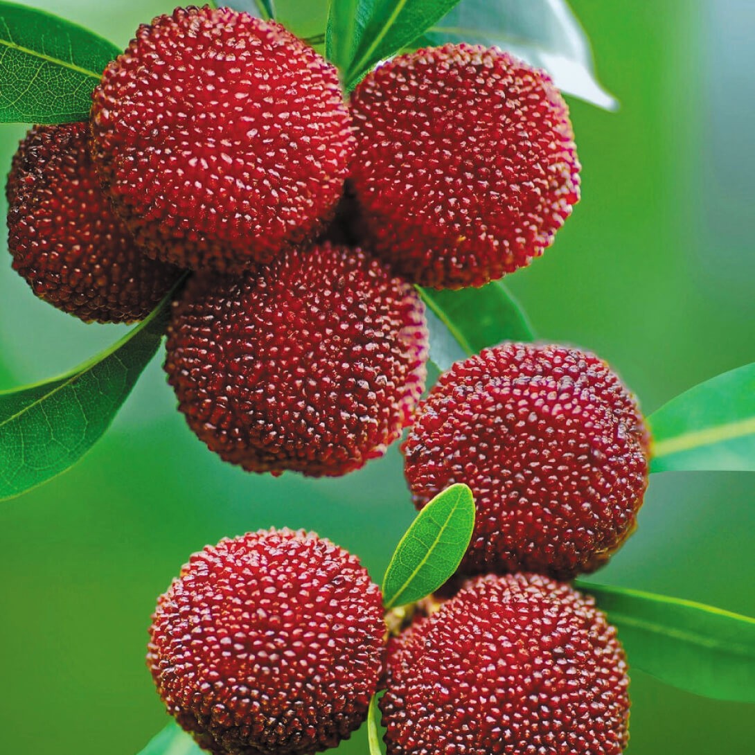 苗 東魁」の人気商品一覧 | 安い商品を通販サイトから探す - 価格.com