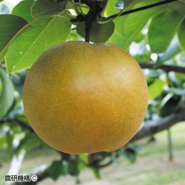 国華園 果樹苗 ナシ 甘太PVP 1株 : 花と緑 国華園 - 通販 - Yahoo