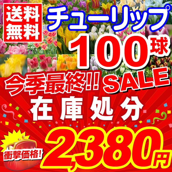 球根 チューリップの人気商品 通販 価格比較 価格 Com
