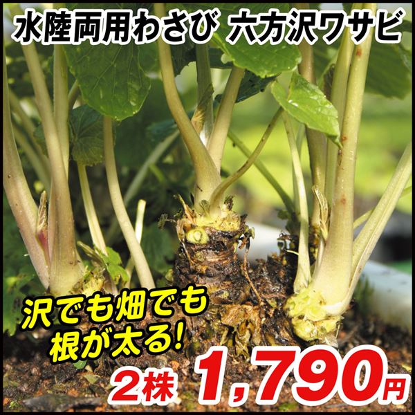 山菜苗 六方沢ワサビ 2株 / 家庭菜園 家庭栽培 山葵 わさび ワサビの苗