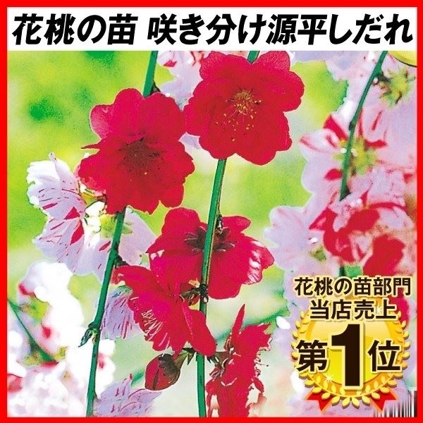 花桃 苗 苗木 咲分け源平しだれ 3株 / ハナモモ 花桃の苗 ハナモモの苗 庭木 植木 花木苗 : 20179-p4-0047 : 花と緑 国華園  - 通販 - Yahoo!ショッピング