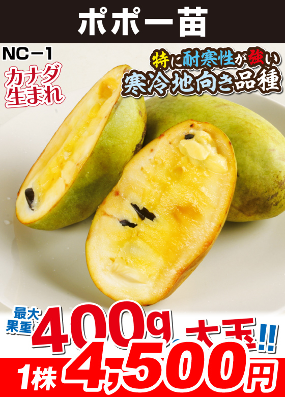 花と緑 国華園 - ポポー苗｜Yahoo!ショッピング