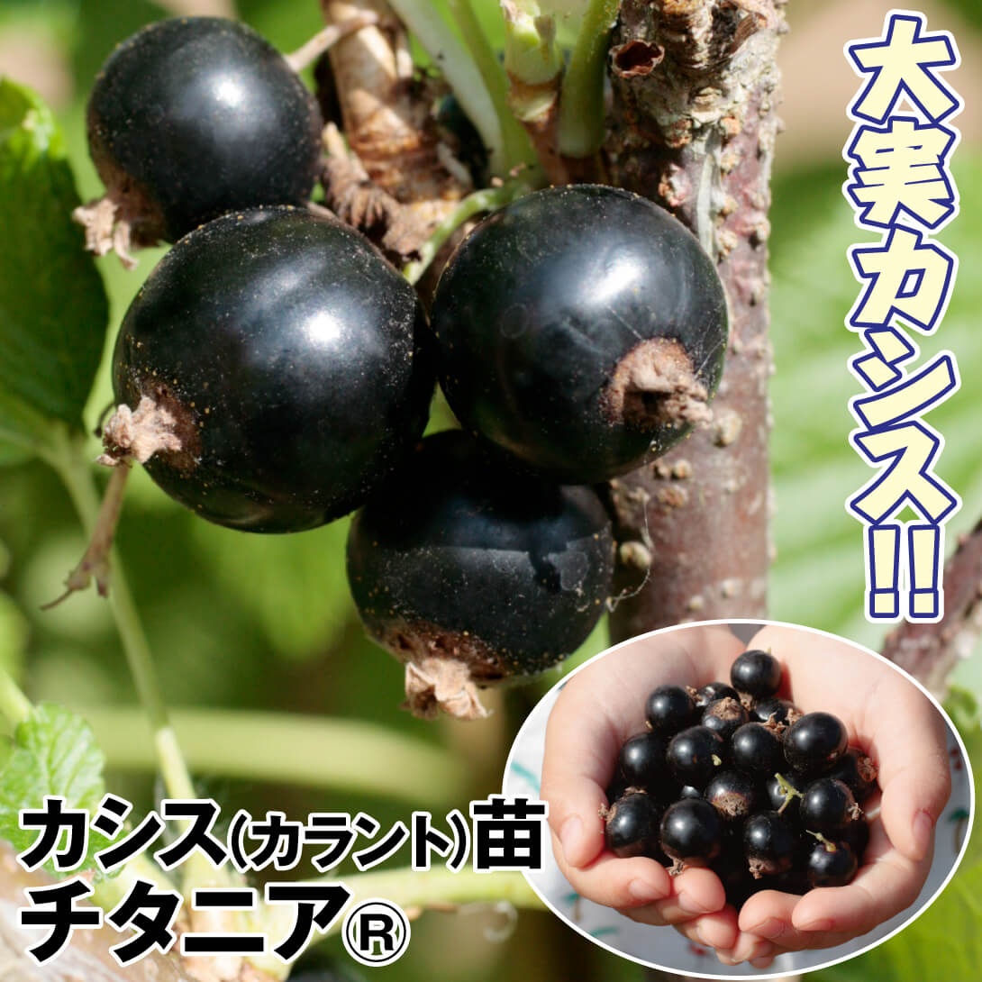 カシス （カラント） チタニアR 1株 果樹苗 国華園 : 花と緑 国華園