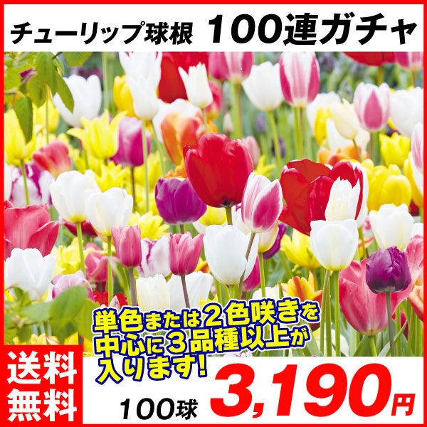 チューリップ 球根 100連ガチャ 100球 チューリップの球根 送料無料