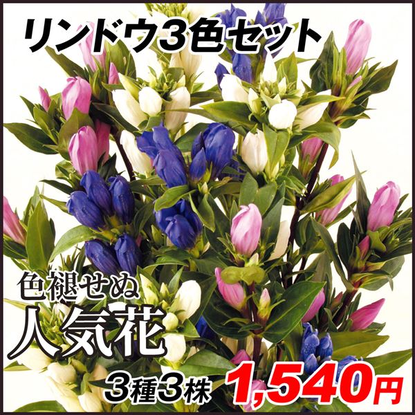 花苗 リンドウ 3色セット 3種3株 : 2017n-p2-0051 : 花と緑 国