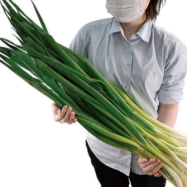 京都府産 九条ネギ苗 500本 家庭菜園や畑に！甘くて柔らか 京都府産 九条ネギ苗 500本 家庭菜園や畑に！甘くて柔らか