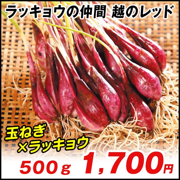 種球 ラッキョウの仲間 越のレッド 500g / 家庭菜園 こしのレッド らっきょ らっきょう 玉ねぎ 玉葱 ハイブリッド 自家栽培 自家菜園  自給自足 植物 国華園