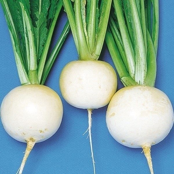 国華園 種 野菜たね カブ まんぷくかぶ 1袋...の詳細画像1