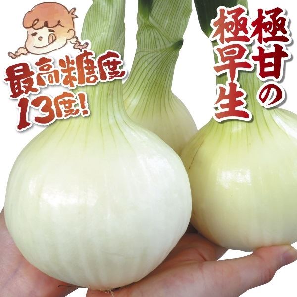 種 野菜たね タマネギ スプリングオニオン 1袋（5ml） たまねぎ 玉葱 やさいたね タネ 国華園 こっかえん｜kokkaen｜02