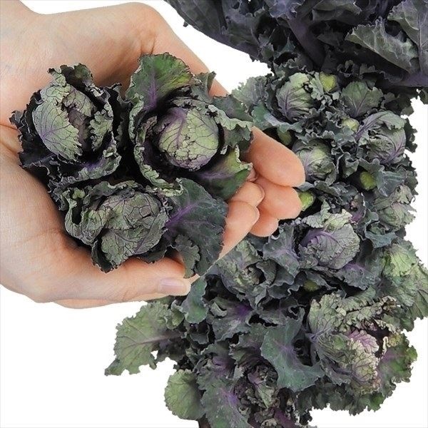 【レアソテツ】種子1粒　色々 種 野菜たね 芽キャベツ F1フラワースプラウツ ローズ 1袋（15粒