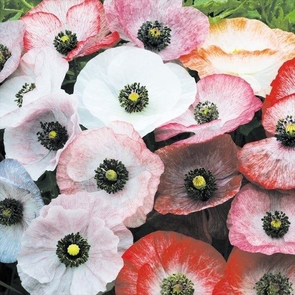 種 花たね ポピー 虞美人草パール混合 1袋(60mg)