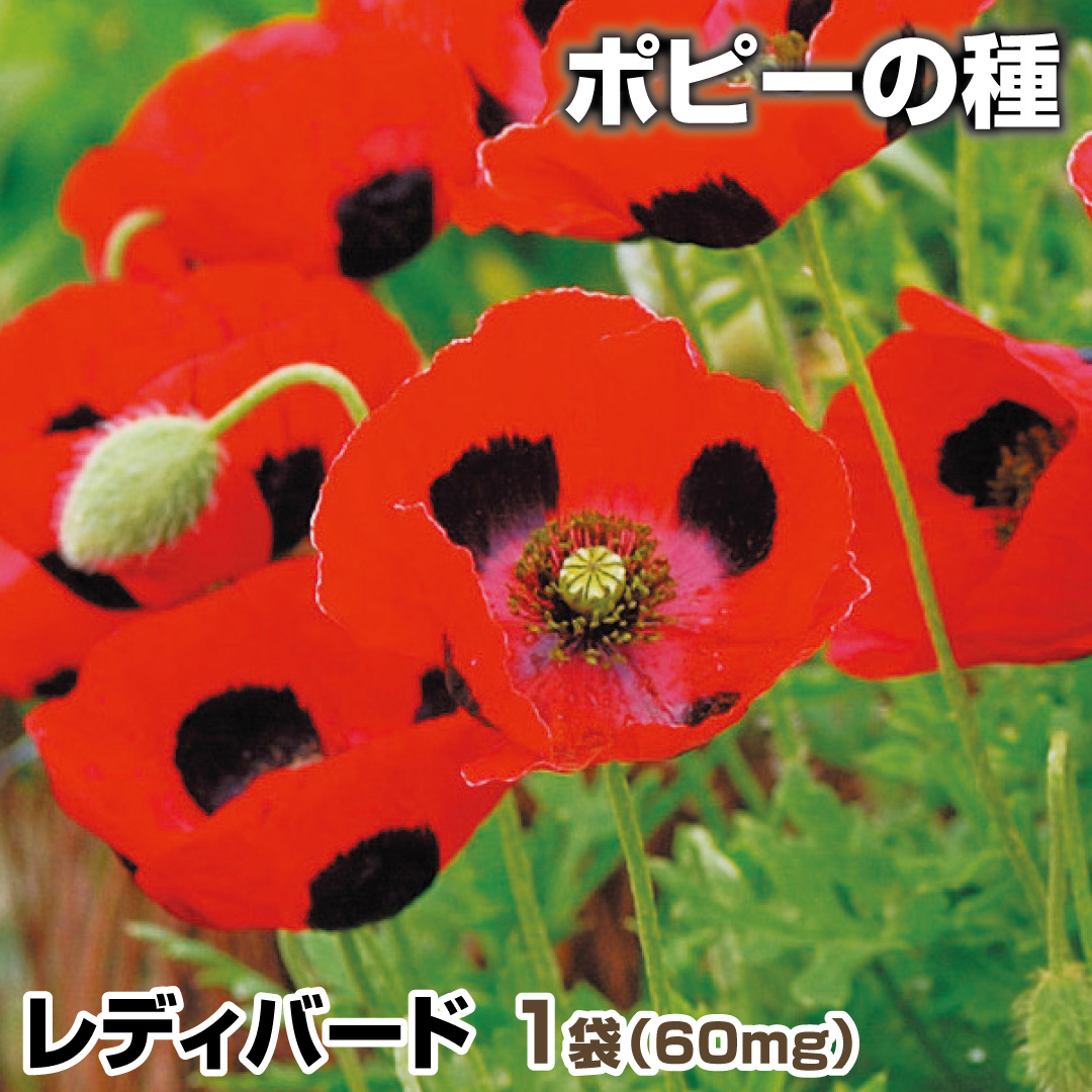 花種 花たね ポピー レディバード 1袋（60mg） : 花と緑 国華園 - 通販