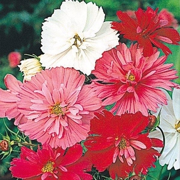 種 花たね コスモス 八重咲コスモス混合 1袋(500mg) / 花のたね 花の種 花種 秋桜｜kokkaen