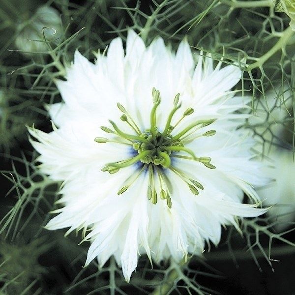 種 花たね ニゲラ ホワイト 1袋(1000mg) / 花のたね 花の種 花種 : 2017n-p7-0016 : 花と緑 国華園 - 通販 -  Yahoo!ショッピング