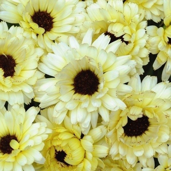 種 花たね キンセンカ スノープリンセス 1袋(20粒)