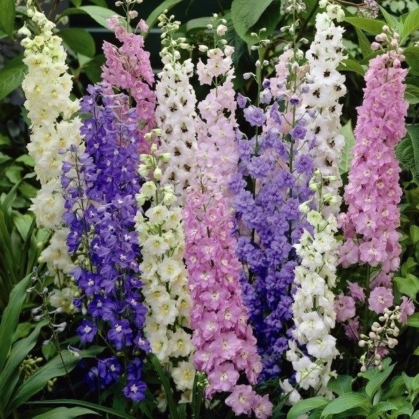 種 花たね デルフィニウム マジックファウンテンミックス 1袋(30粒)