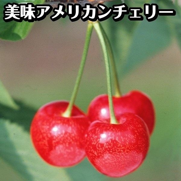 果樹苗 サクランボ アメリカンチェリー スタークリムソン 1株｜kokkaen