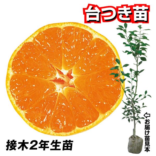 オレンジ 苗木  2年生 接ぎ木 約0.9m 大苗 ニューサマーオレンジ 苗 常緑 果樹 柑橘 柑橘苗木 果樹苗木